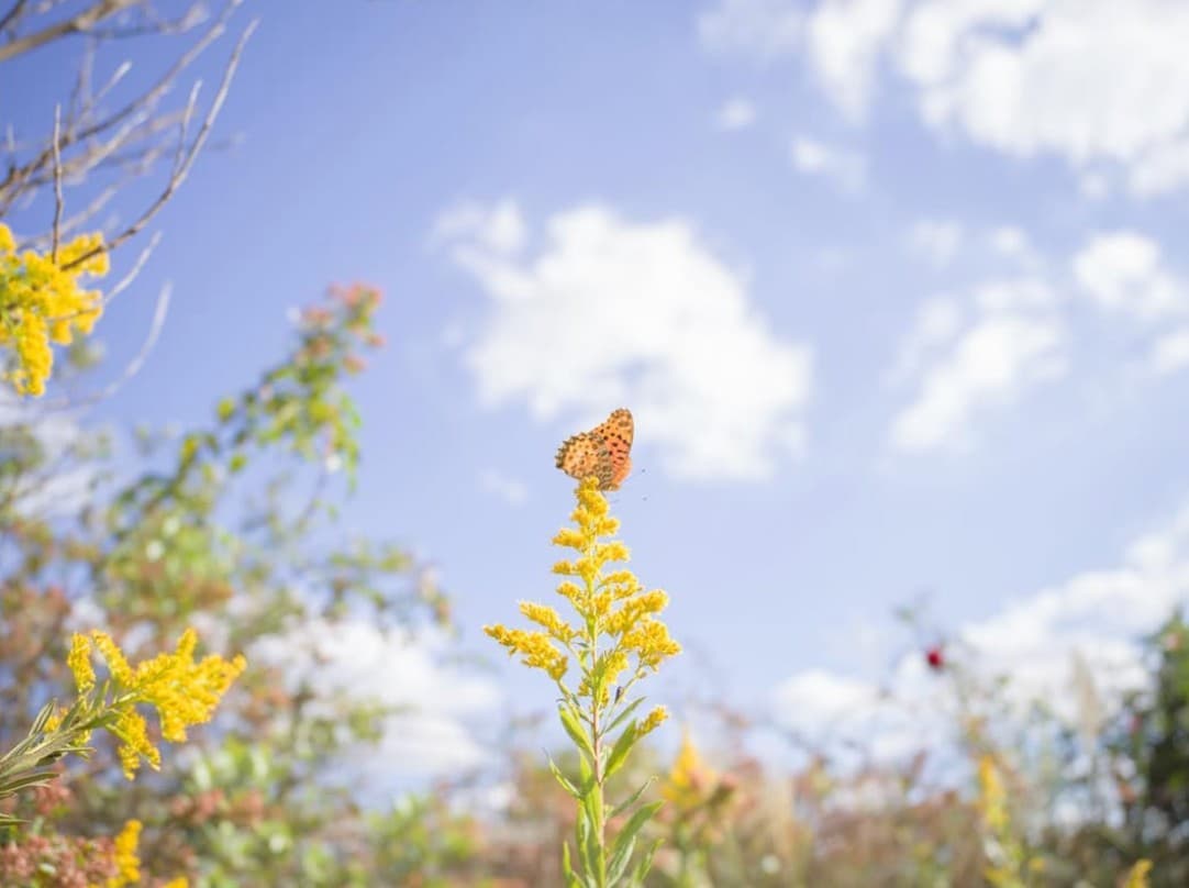 高知の路面電車