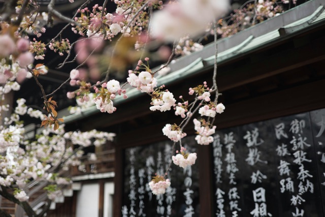 桜と寺院 - 受け継がれる時間